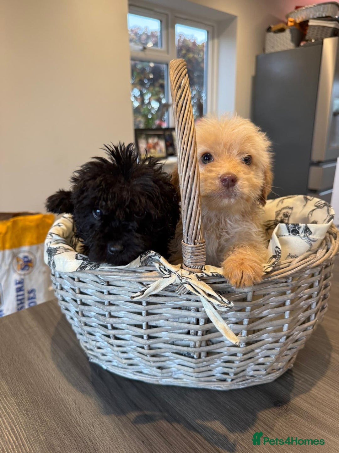 Labrador Retriever dogs for sale: Ready now labradoodles  - Image 3