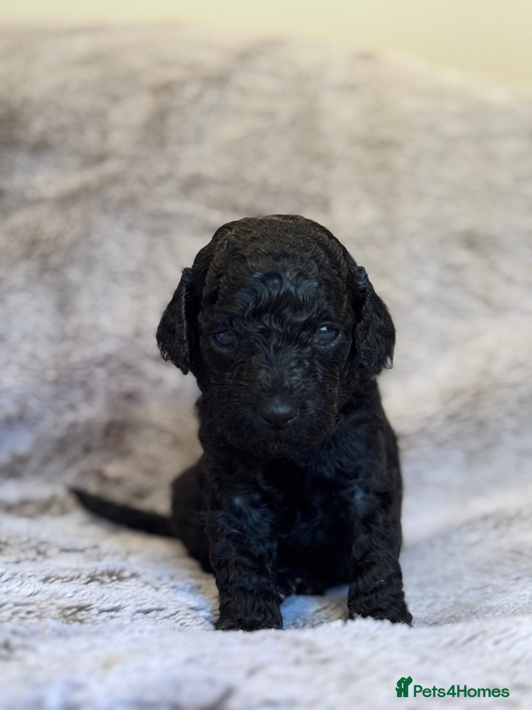 Miniature Poodle dogs for sale: DNA Health tested.Miniature KC Poodle Puppies - Image 5
