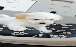 Bichon Frise dogs for sale: Bichon puppy's  - Image 11