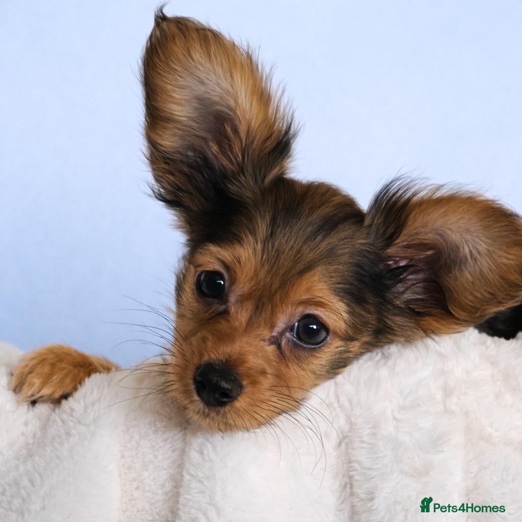 Russian Toy Terrier dogs Beautiful male Russian Toy puppy - Advert 3