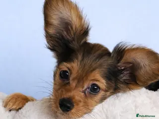 Russian Toy Terrier dogs Beautiful male Russian Toy puppy - Advert 3