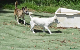 Chihuahua dogs for adoption: Copita - Image 2