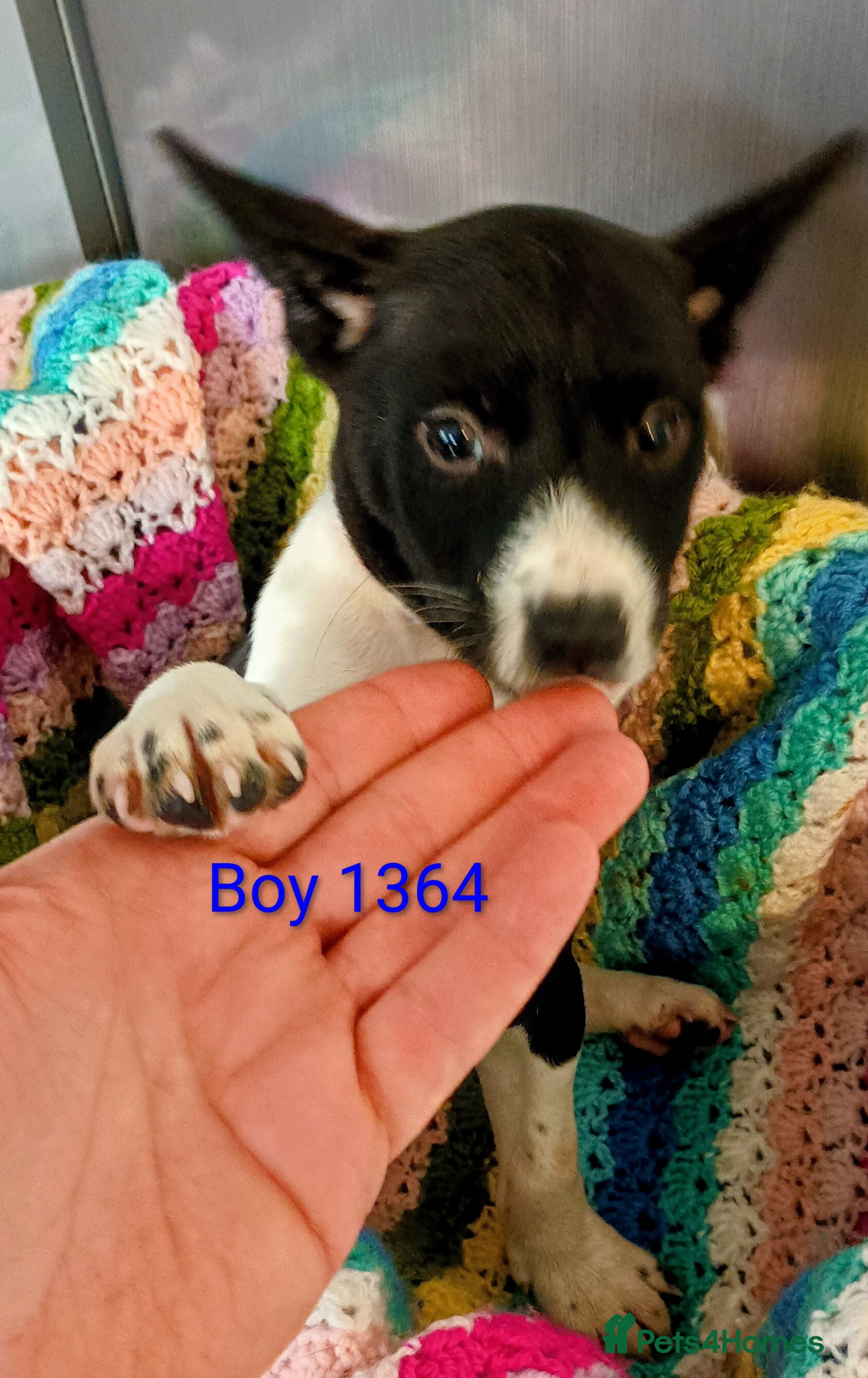 Basenji dogs Basenji pups ready now with 1st vaccination. - Advert 1