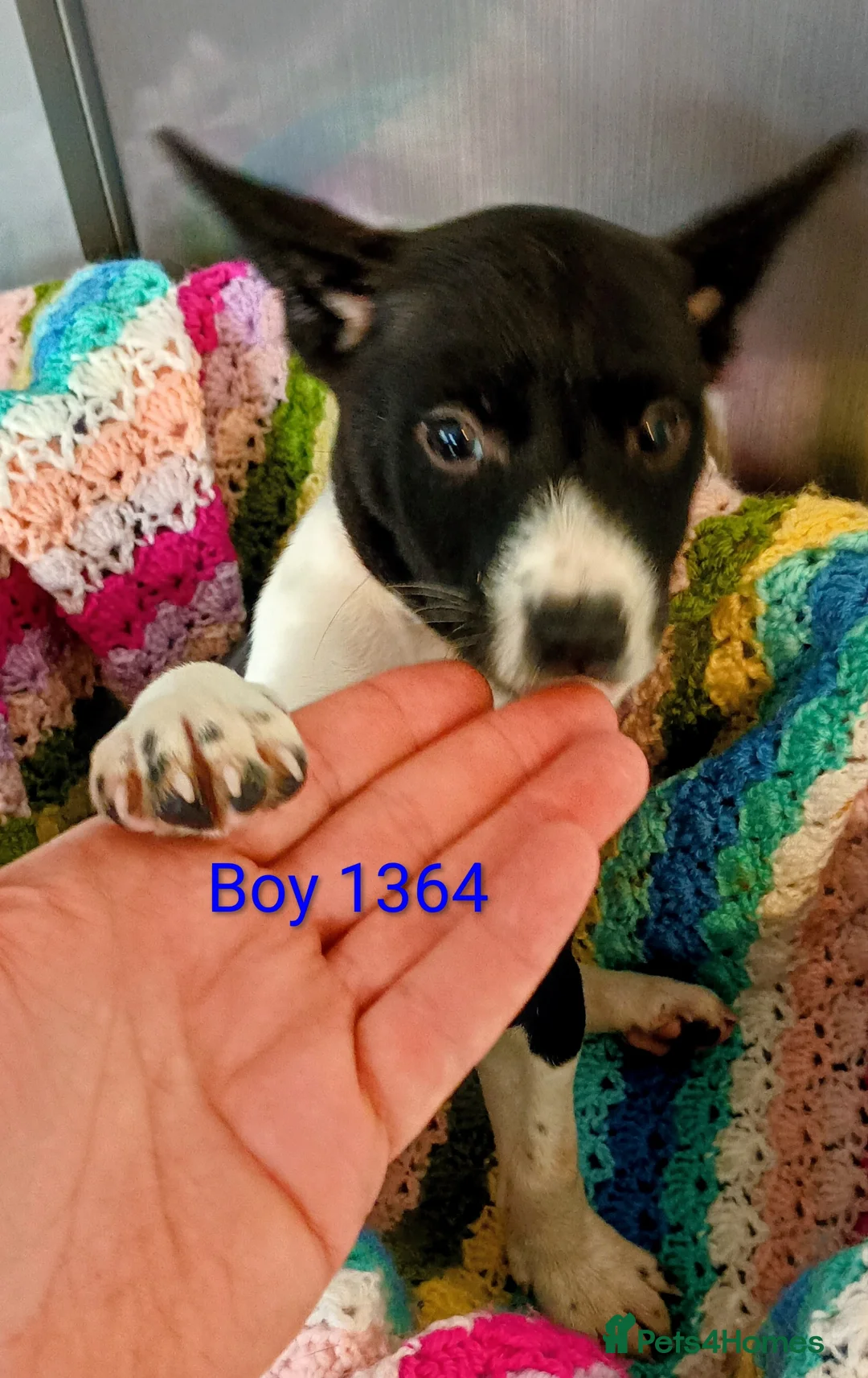Basenji dogs for sale: Top quality lines pedigree Basenji pups.Ready now. - Advert 11