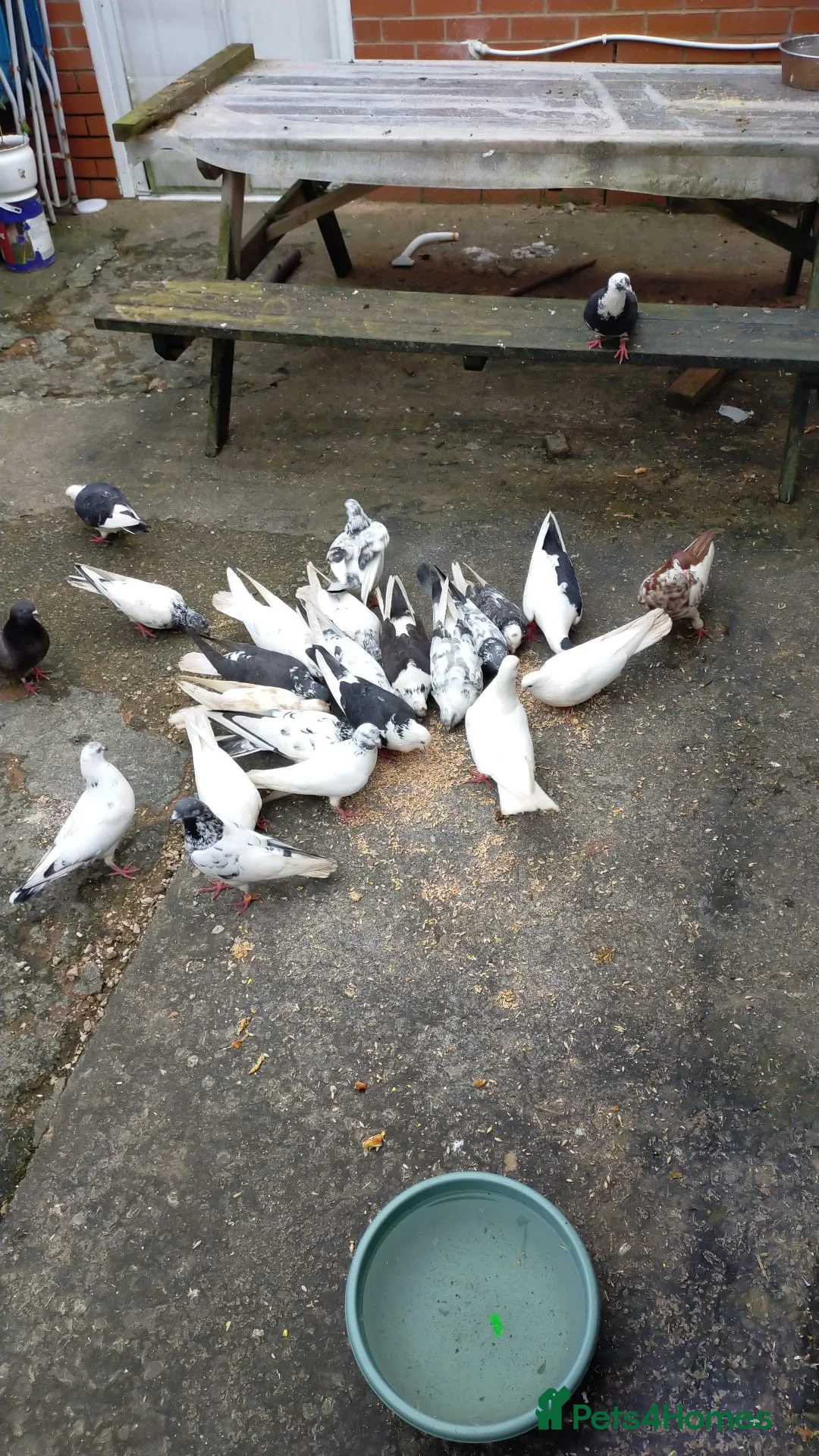 Pigeons birds for sale: Pakistani Pigeons - Advert 1