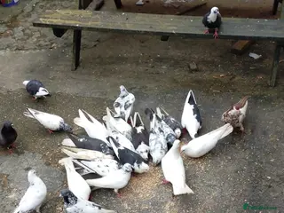 Pigeons birds Pakistani Pigeons - Advert 1