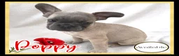 French Bulldog dogs for sale: Excellent Bloodline KC French Bulldogs A** Tested - Advert 13
