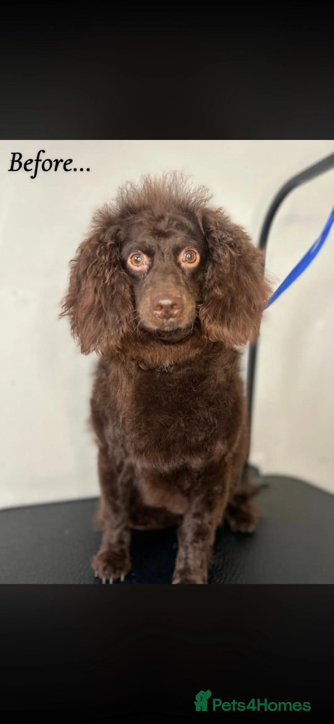 Mixed Breed dogs for sale: Gorgeous Irish water cocker spaniel in Glossop - Advert 3