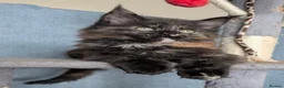 Maine Coon cats for sale: Three beautiful female Maine coons  - Advert 14