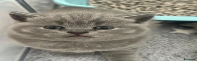 British Shorthair 4