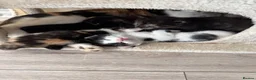 Mixed Breed cats for sale: 5 adorable kittens, (2boys 3girls) ready 3rd June. - Advert 11