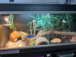 Leopard Gecko reptiles 2 year old adult leopard gecko with set up - Advert 1