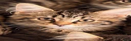 Maine Coon cats for sale: Beautiful Maine Coon Kittens  - Advert 1