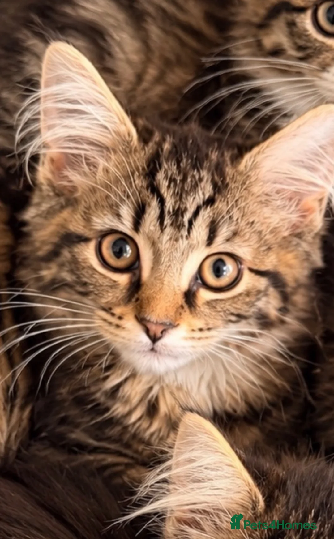 Maine Coon cats for sale: Beautiful Maine Coon Kittens  - Advert 1