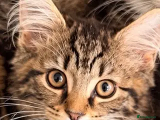 Maine Coon cats Beautiful Maine Coon Kittens - Advert 13