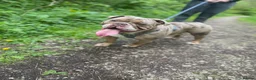 English Bulldog dogs for stud: Looking to Stud Kash in Preston - Advert 2