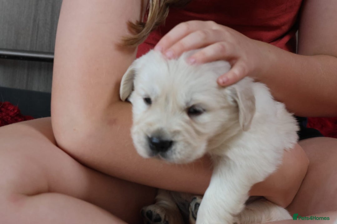Golden Retriever dogs for sale: Extensively Health tested parents.Snowwhite Chunks - Image 6