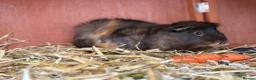 Guinea Pig rodents for sale: Two friendly males looking for a home in Wednesbury - Advert 2