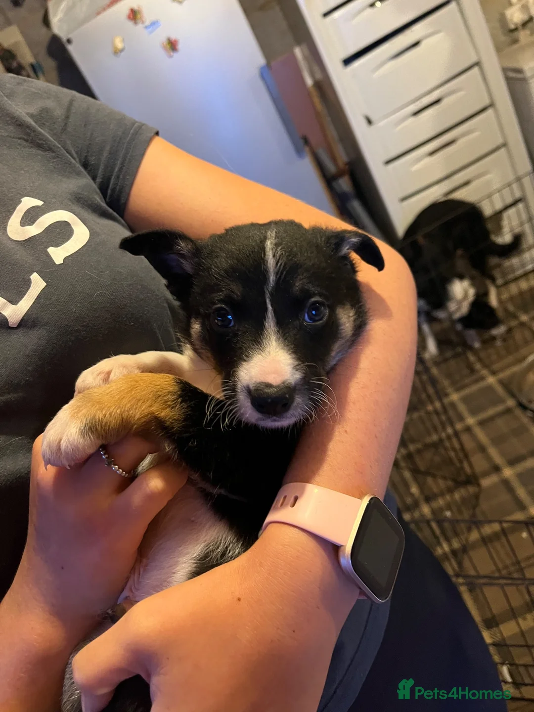 Border Collie dogs for sale: Border collie pups for sale in Driffield - Advert 4