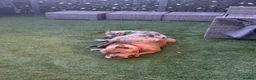 Great Dane dogs for sale: Male great dane  - Advert 7