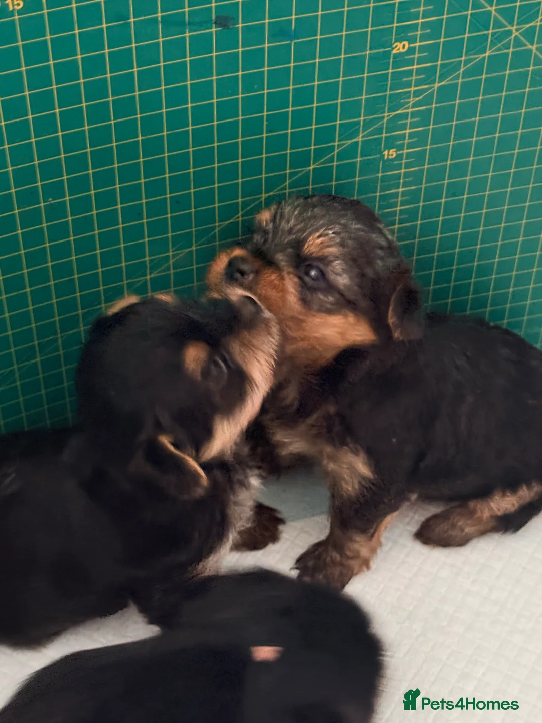 Yorkshire Terrier dogs for sale: Yorkshire terrier puppies  in Portsmouth - Advert 2