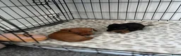 Miniature Dachshund dogs for sale: Miniature Dachshund Puppies - Advert 4