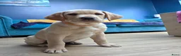 Labrador Retriever dogs for sale: Gorgeous Golden Labrador Girl, KC bloodline - Advert 9