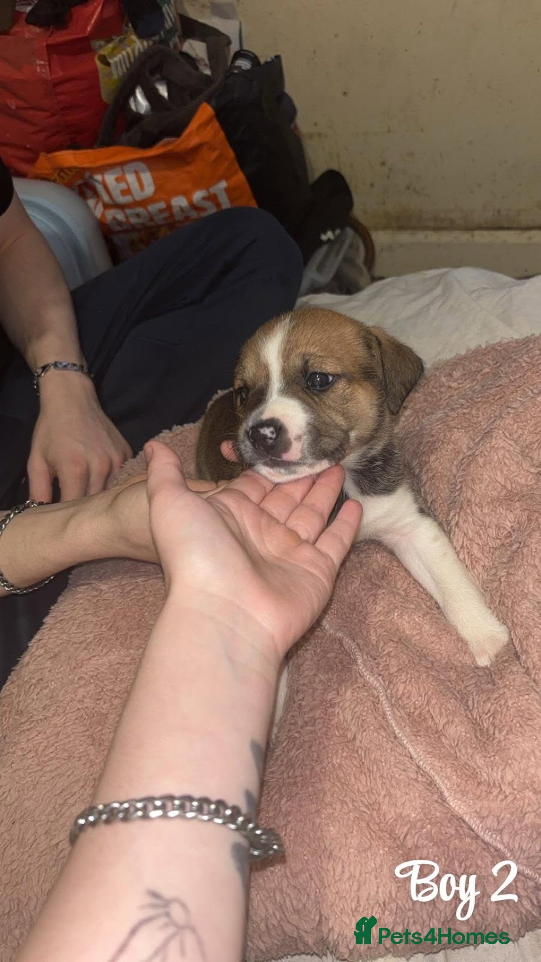 Mixed Breed dogs for sale: English mastiff x border collie puppies - Advert 7