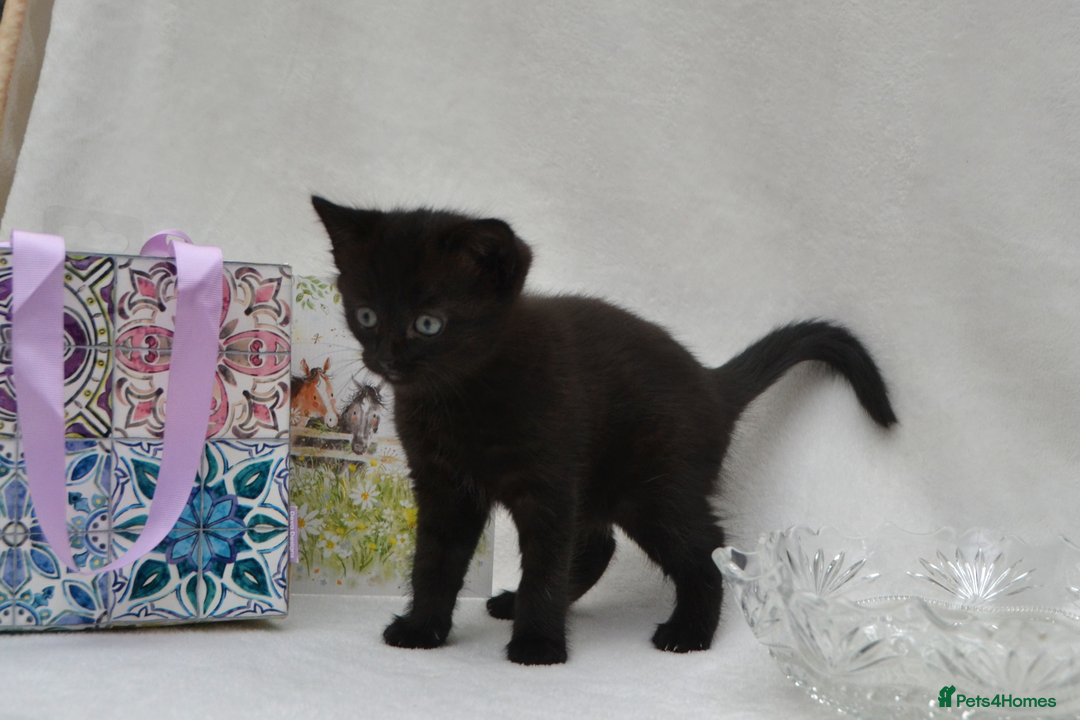 Mixed Breed cats for sale: Maine-Coone/Bombay Mixed Kitten - Image 6
