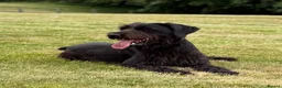 Giant Schnauzer dogs for sale: Giant Schnauzer Female 12 Months Old NOT KC - Advert 5