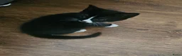 Mixed Breed cats for sale: Adorable Black & White Kittens for Sale 🐾 - Advert 14