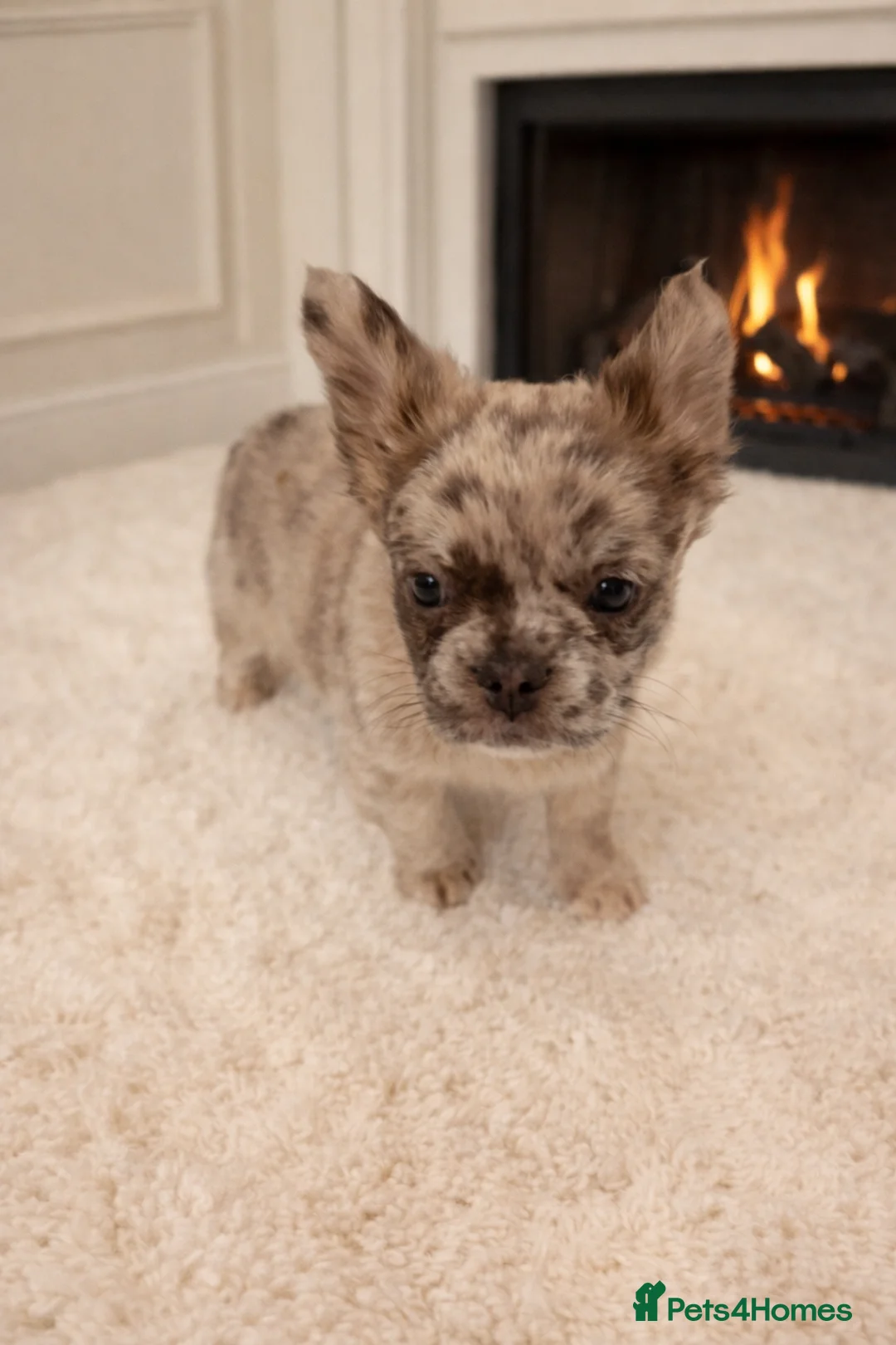 French Bulldog dogs for sale: Kc FLUFFY FRECH BULLDOGS - Advert 2