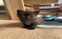 Maine Coon cats for sale: Half Maine coon kittens  - Image 9
