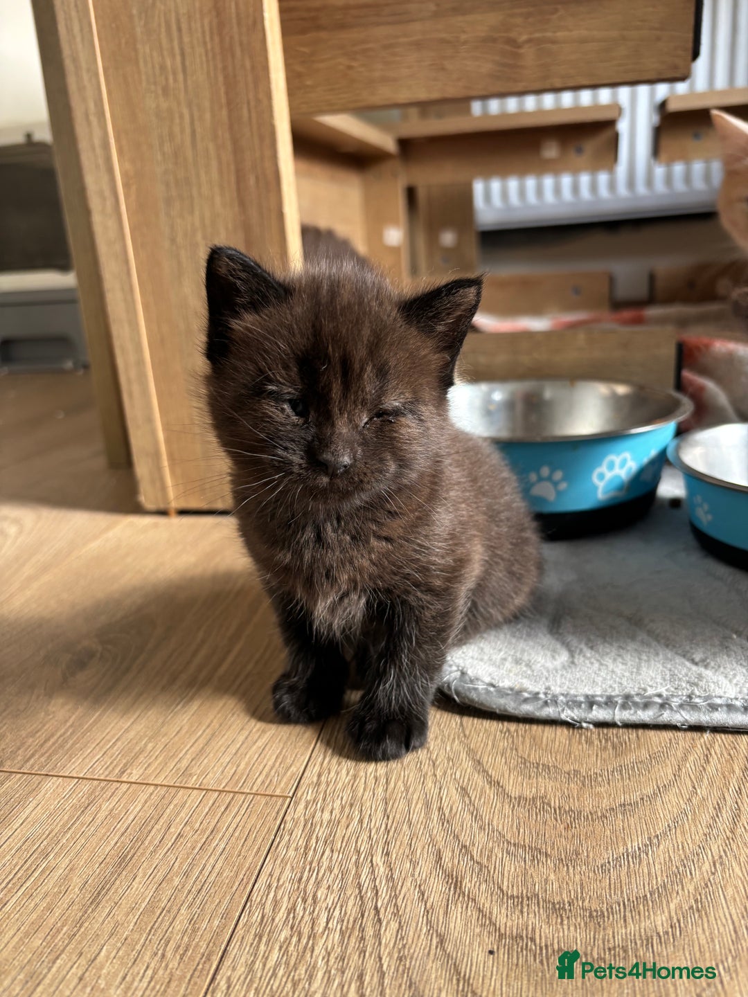 Maine Coon cats for sale: Half Maine coon kittens  - Image 9
