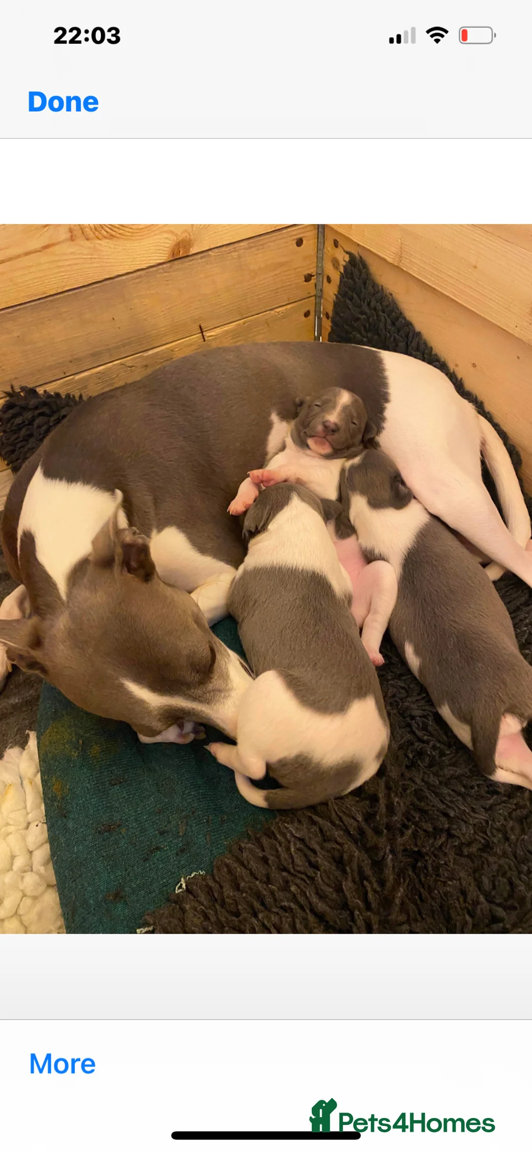 Whippet dogs for stud: Small 19",heart test clear,Full Blue Kc reg stud in Bishop Auckland - Advert 36