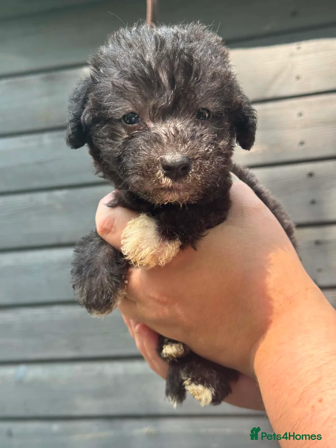 Bedlington Terrier dogs for sale: Silver bedlington - Advert 1