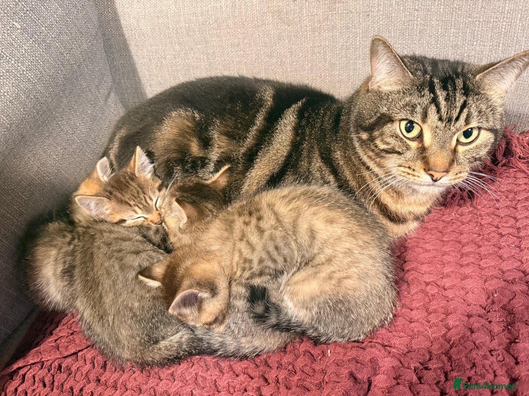 Mixed Breed cats for sale: 4x Himalayan x marble bengal x. Free 4w insurance  - Image 7