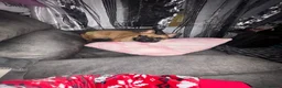 French Bulldog dogs for stud: French bulldog  - Advert 6