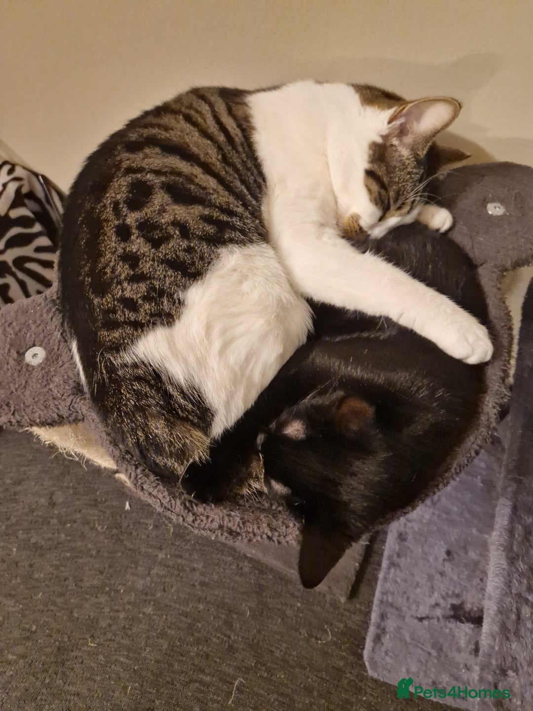 British Shorthair cats for sale: 2 cats needing a new home  - Image 1