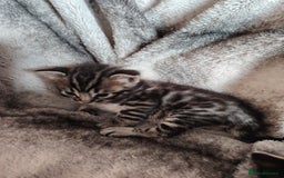 Bengal cats for sale: Bengal x Ragdoll kittens  - Image 4