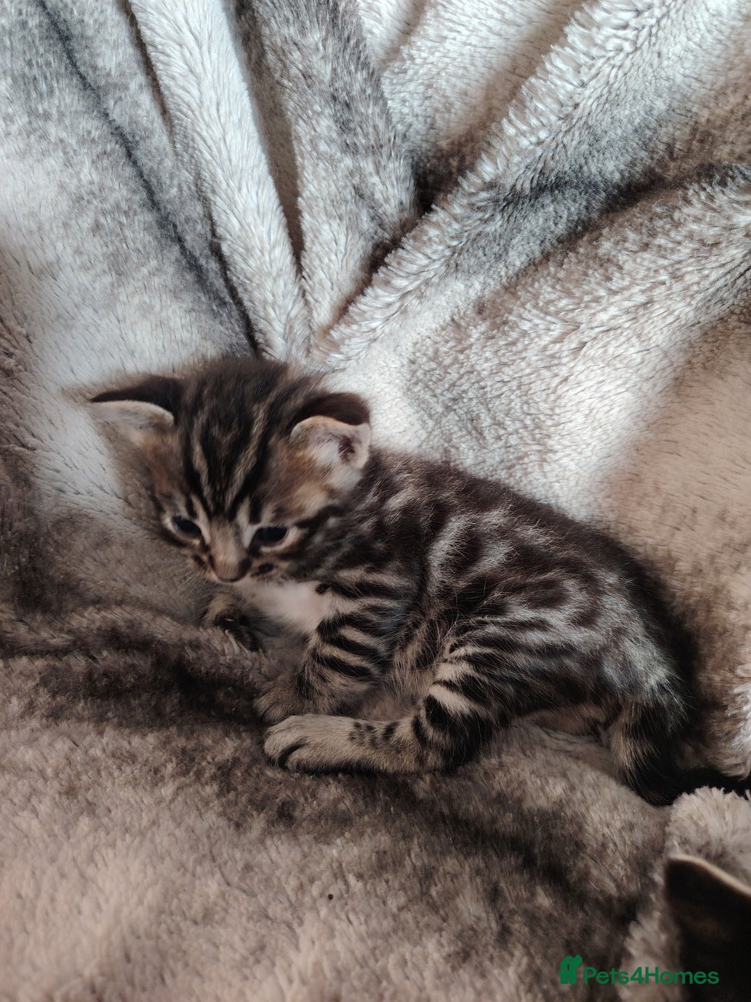 Bengal cats for sale: Bengal x Ragdoll kittens  - Image 4