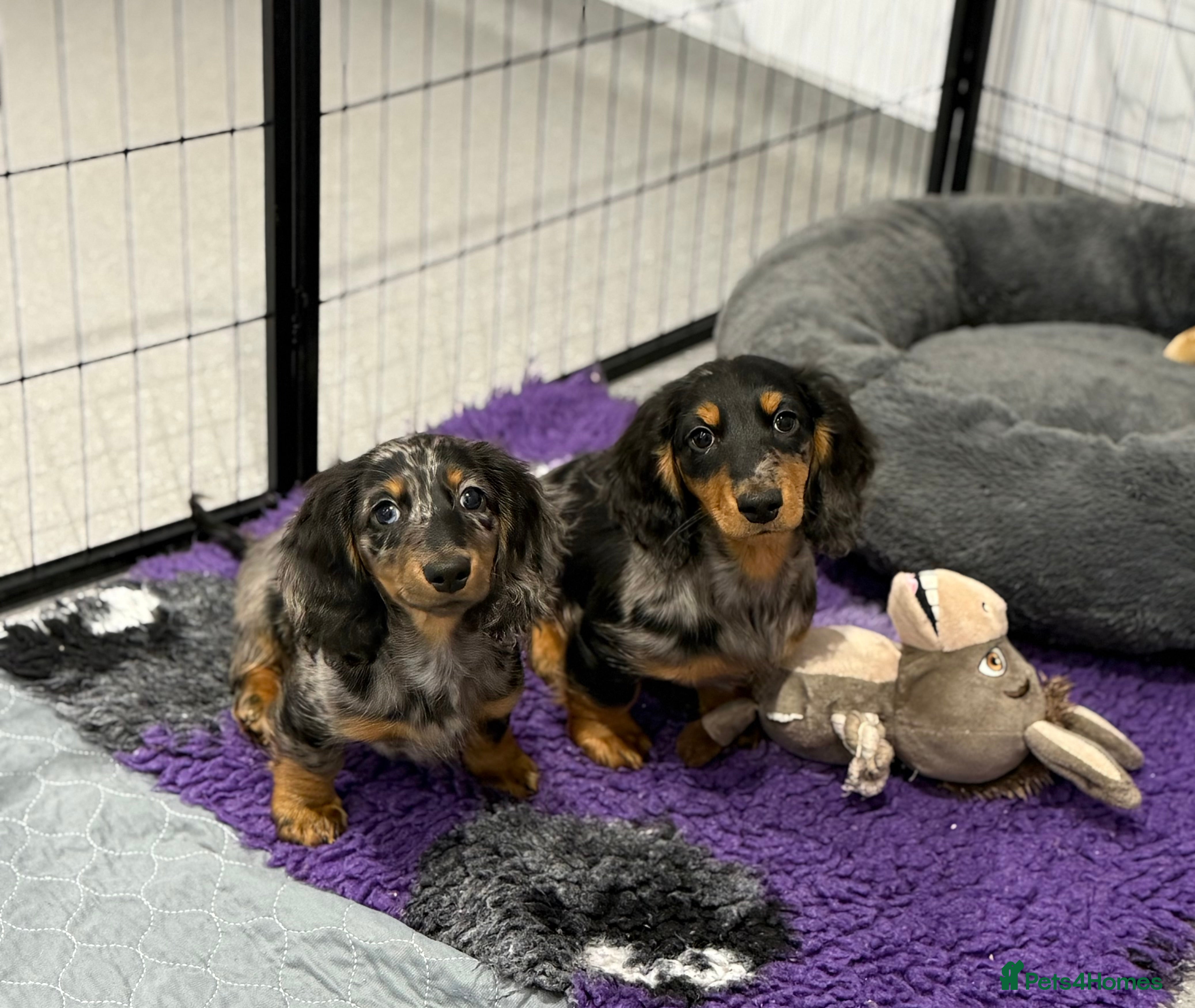 Miniature Dachshund dogs miniature longhaired dachshund's - Advert 5