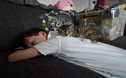Bengal cats for sale: Bengal X kittens - Image 15