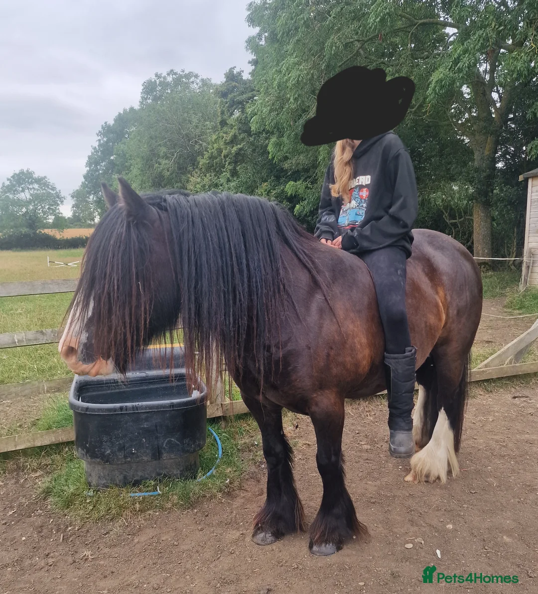 Irish Cob horses for sale: 14hh chunky bay cob gelding  - Advert 4