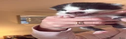 Domestic Shorthair cats for sale: Four beautiful healthy happy kittens  - Advert 27