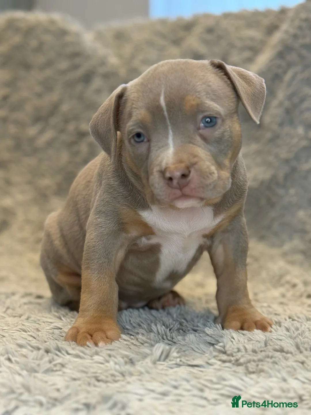 American Bully dogs for sale: 3 Quality American Pocket Bullies - Advert 10