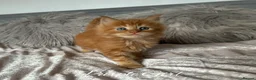 Maine Coon cats for sale: GCCF Registered Maine Coon Kittens - Advert 8
