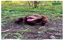 Cocker Spaniel dogs for sale: Quality KC Cocker Spaniels  - Image 3