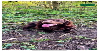 Cocker Spaniel dogs - Advert 7
