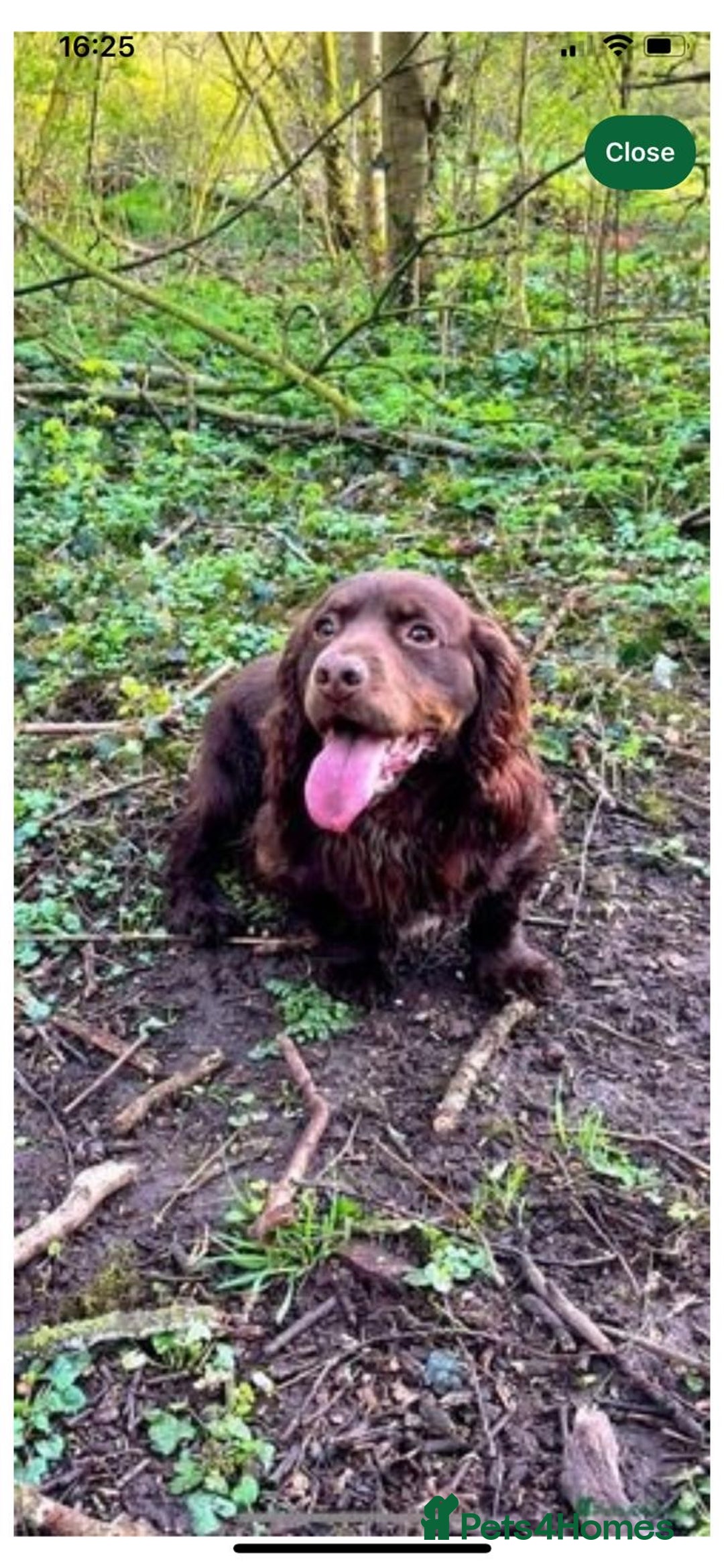 Cocker Spaniel dogs for sale: Quality KC Cocker Spaniels  - Image 3